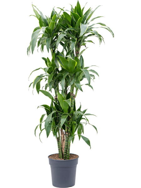 Dracaena Fragrans 'Arturo'