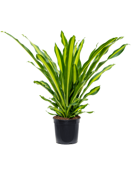 Dracaena Fragrans 'Burley'