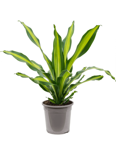Dracaena Fragrans 'Burley'