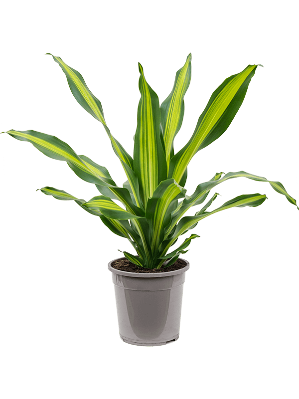 Dracaena Fragrans 'Burley'