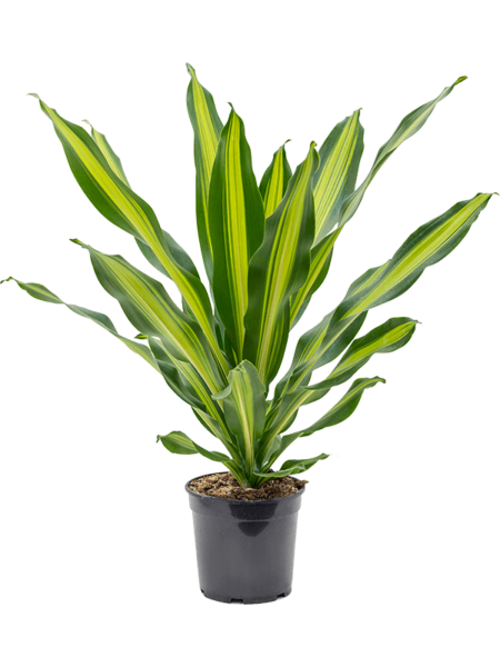 Dracaena Fragrans 'Burley'