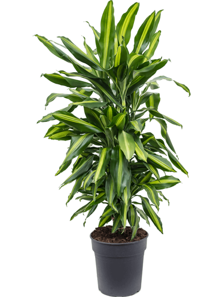 DRACAENA FRAGANS 'CINTHO'