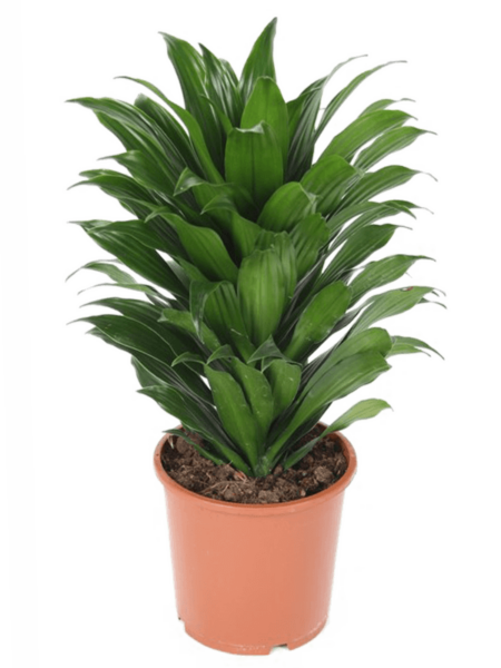 Dracaena Fragrans 'Compacta'