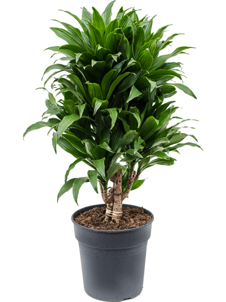 Dracaena Fragrans 'Compacta'