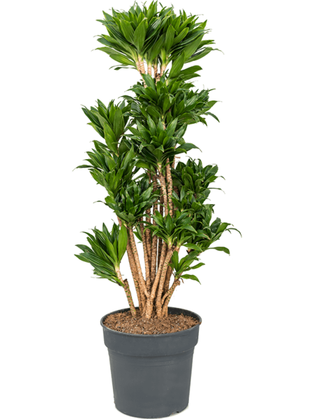 Dracaena Fragrans 'Compacta'