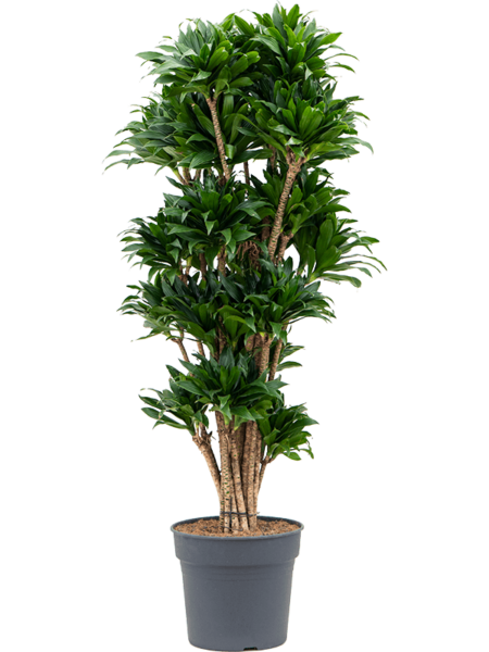 Dracaena Fragrans 'Compacta'