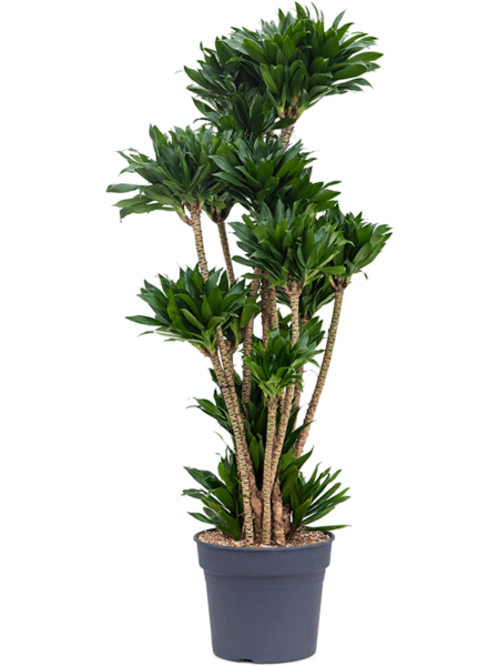 Dracaena Fragrans 'Compacta'