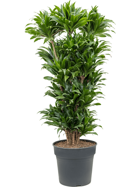 Dracaena Fragrans 'Compacta'