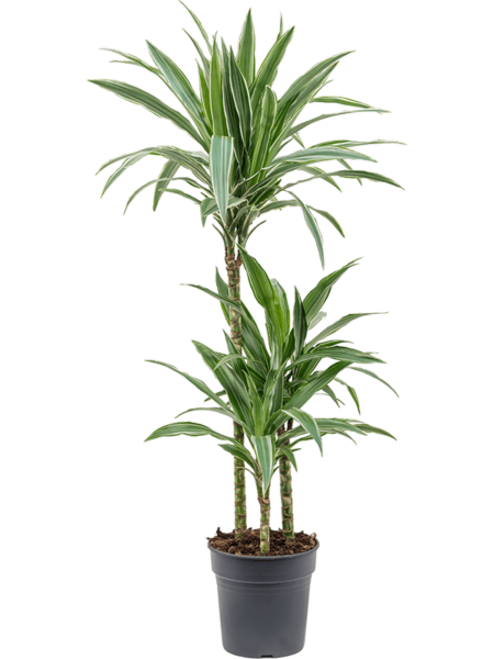 DRACAENA DEREMENSIS 'WARNECKEI'