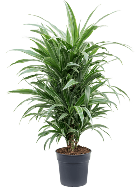 DRACAENA DEREMENSIS 'WARNECKEI'