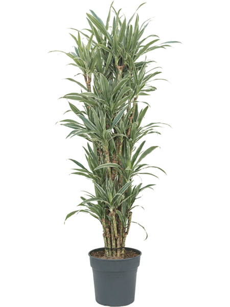 DRACAENA DEREMENSIS 'WARNECKEI'