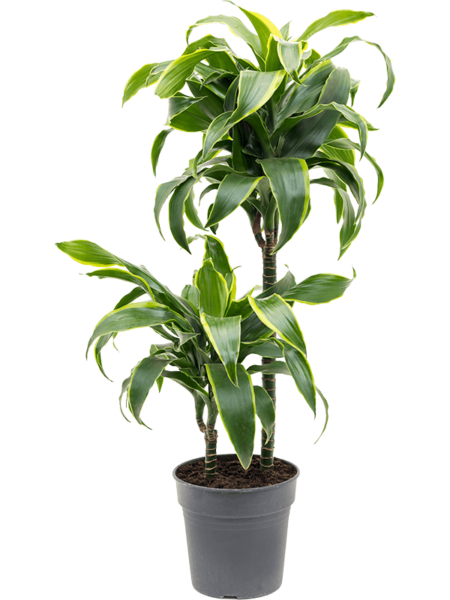 DRACAENA FRAGANS 'DORADO'
