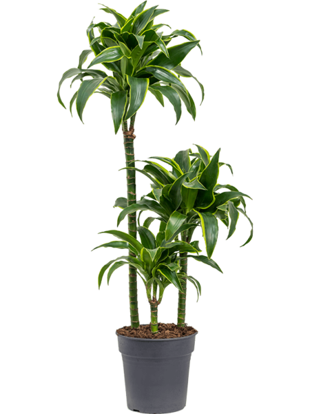 DRACAENA FRAGANS 'DORADO'
