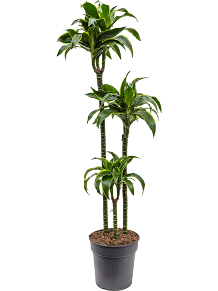 DRACAENA FRAGANS 'DORADO'