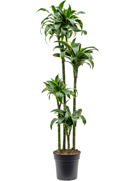 DRACAENA FRAGANS 'DORADO'