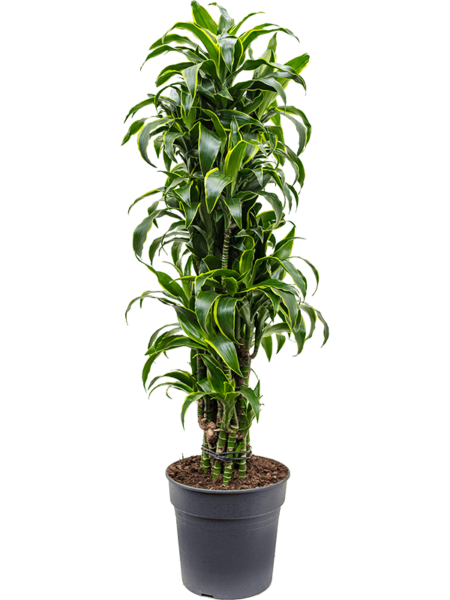 DRACAENA FRAGANS 'DORADO'