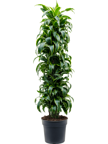 DRACAENA FRAGANS 'DORADO'