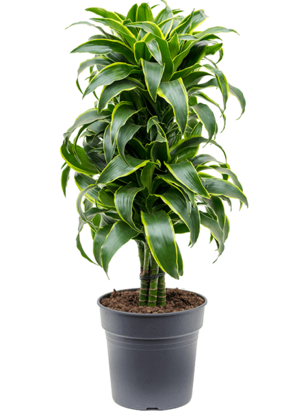 DRACAENA FRAGANS 'DORADO'