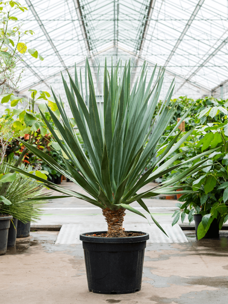 Dracaena draco