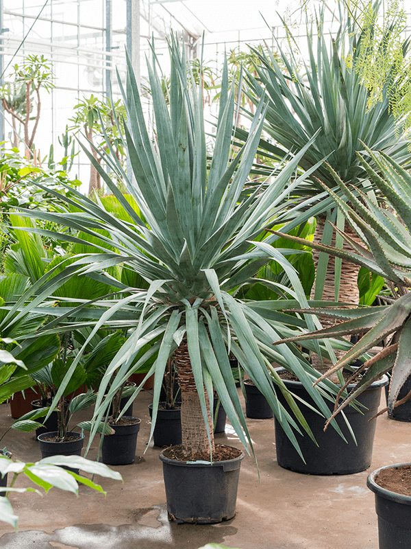 Dracaena Draco 'Compact'
