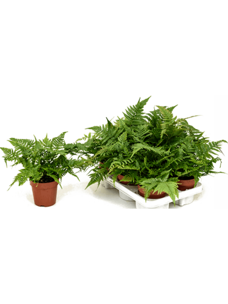Dryopteris Eritrosora 6 / Bandeja