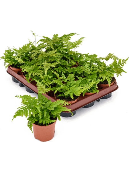 Dudopteris Eritrosora 12 / Bandeja