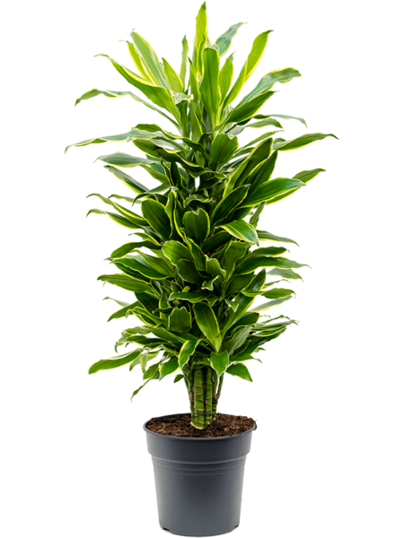 Dracaena Fragrans 'Golden Coast'