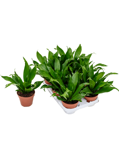 Dracaena Fragrans 'Jewel verde' 8 / bandeja