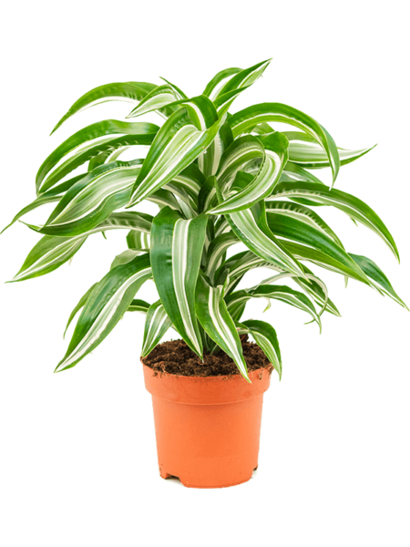 Dracaena Fragrans 'Jewel Jewel'