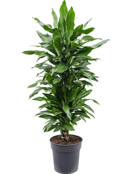 Dracaena Fragrans 'Janet Lind'