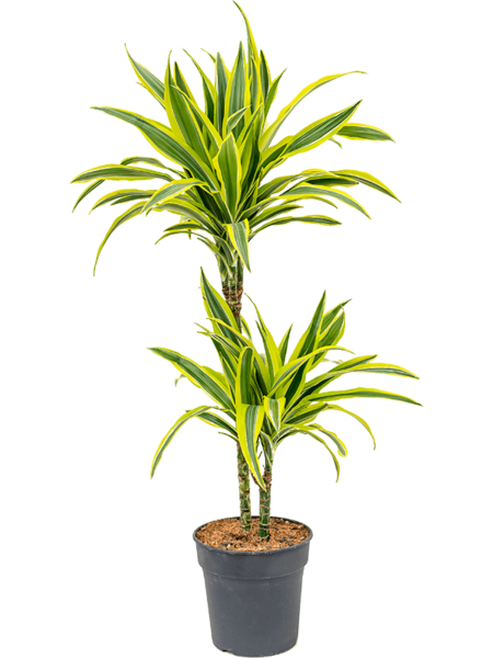 Dracaena Fragrans 'Lemon Lime'