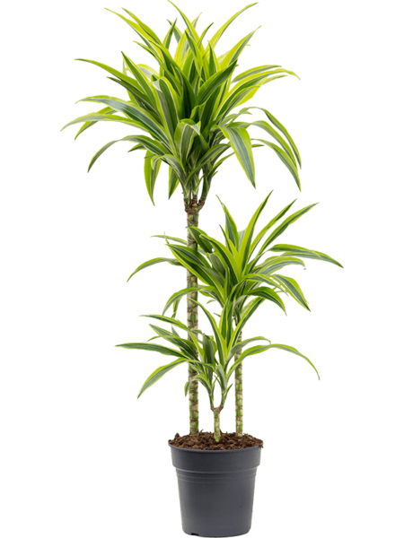 Dracaena Fragrans 'Lemon Lime'