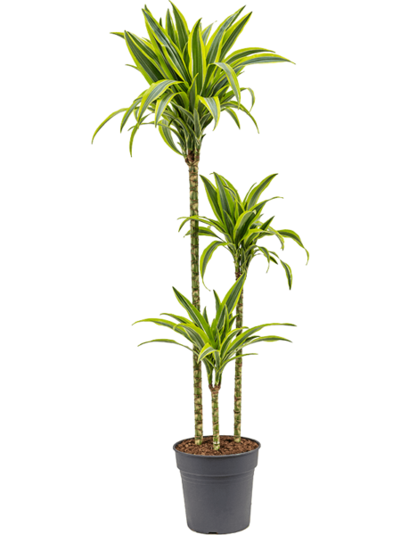 Dracaena Fragrans 'Lemon Lime'