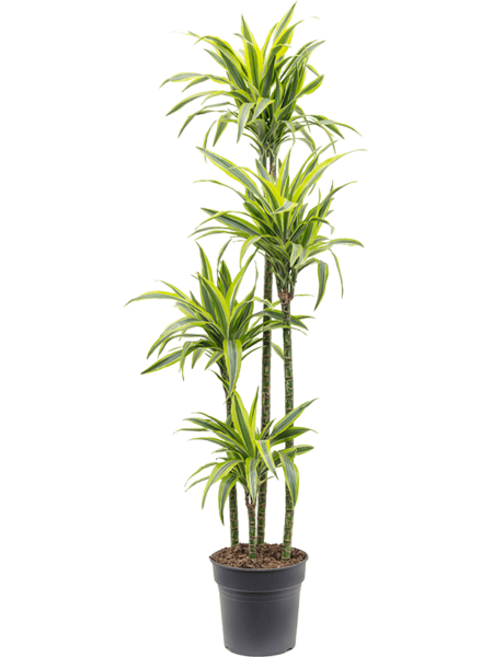 Dracaena Fragrans 'Lemon Lime'
