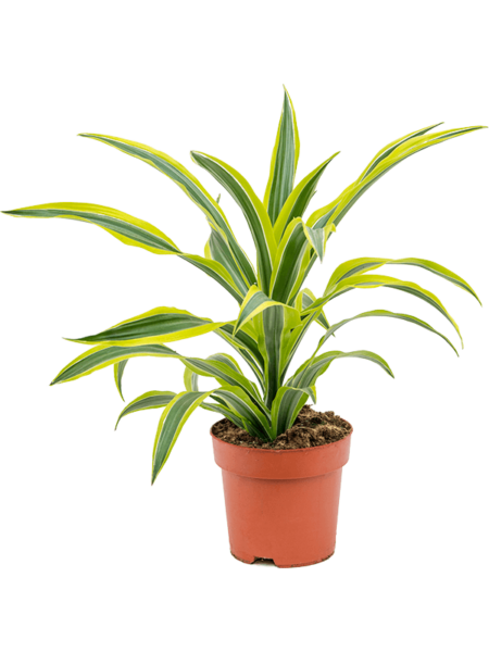 Dracaena Fragrans 'Lemon Lime'