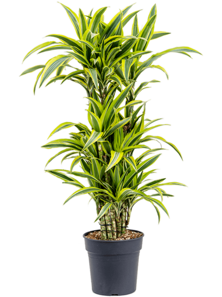 Dracaena Fragrans 'Lemon Lime'