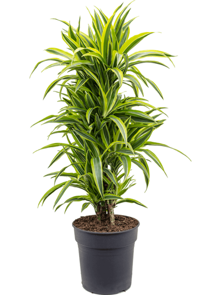Dracaena Fragrans 'Lemon Lime'