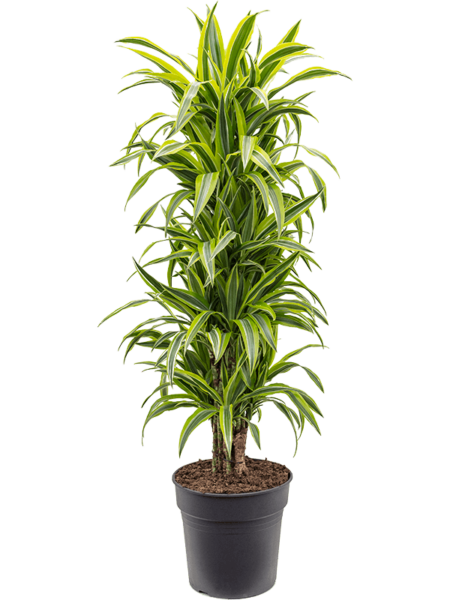 Dracaena Fragrans 'Lemon Lime'