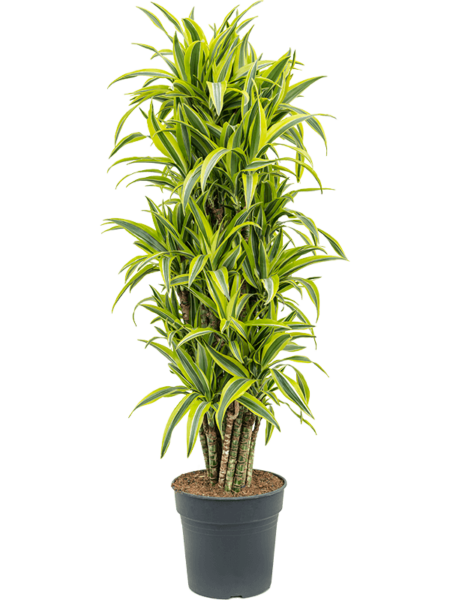Dracaena Fragrans 'Lemon Lime'