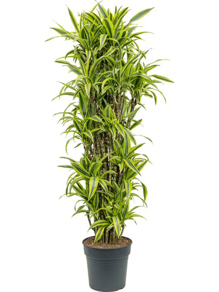 Dracaena Fragrans 'Lemon Lime'