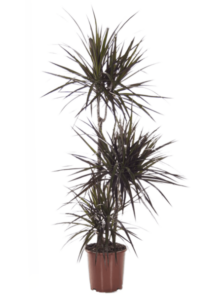 Dracaena Marginata 'Magenta'