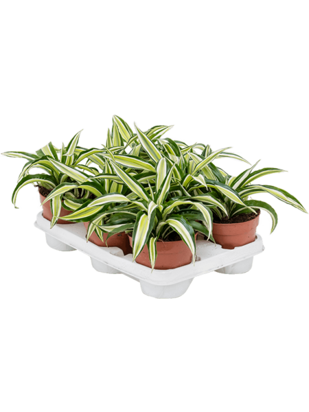 Dracaena Fragrans 'Malaika' 8 / Bandeja