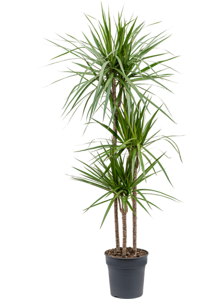 Dracaena marginata