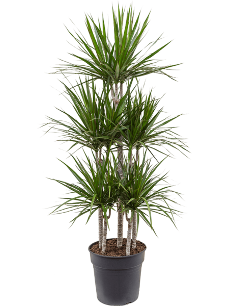 Dracaena marginata