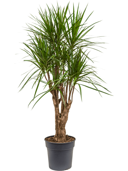 Dracaena marginata