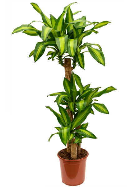 Dracaena Fragrans 'Massangeaña'