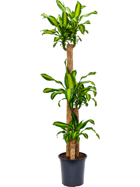 Dracaena Fragrans 'Massangeaña'