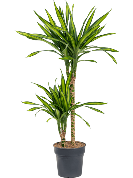 Dracaena Fragrans 'Riki'