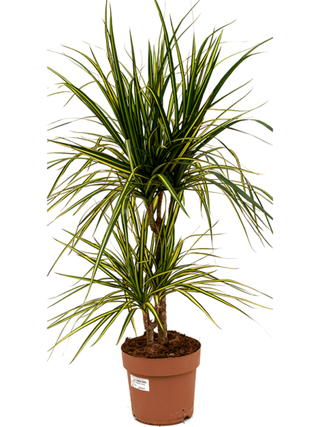 Dracaena Marginata 'Sunray'