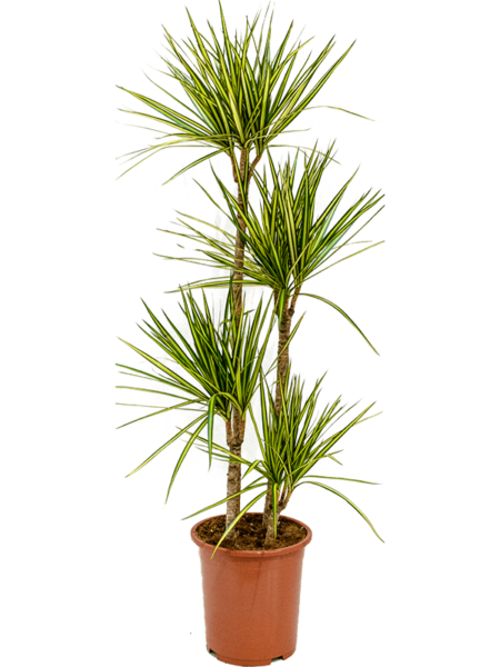 Dracaena Marginata 'Sunray'